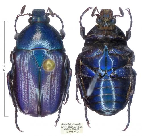 Réf. 255 422 : Hemiheterorrhina mutabilis